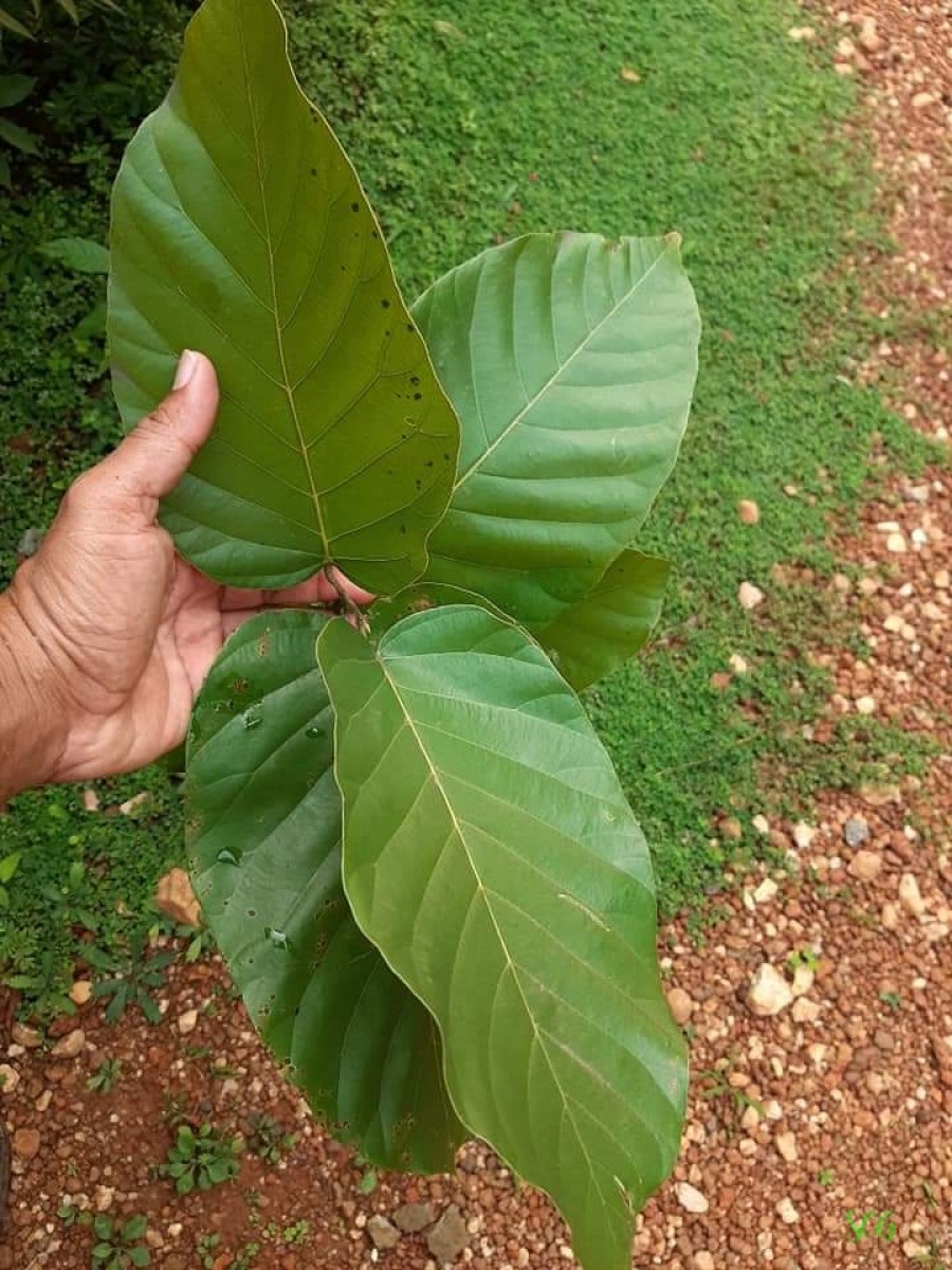 Shorea robusta C.F.Gaertn.